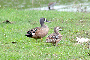 Blue-winged Teal